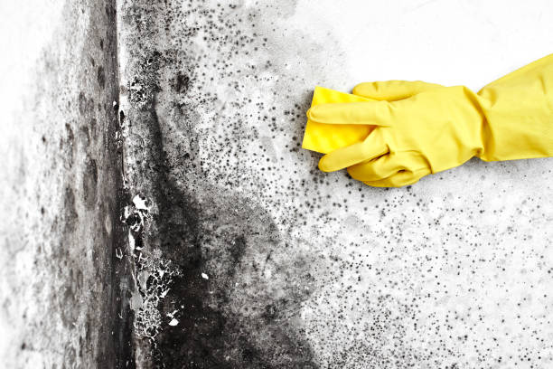 Best Biohazard Mold Removal  in Wolverine Lake, MI