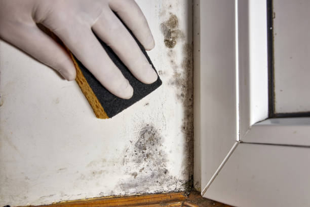 Best Air Quality Testing for Mold Spores  in Wolverine Lake, MI